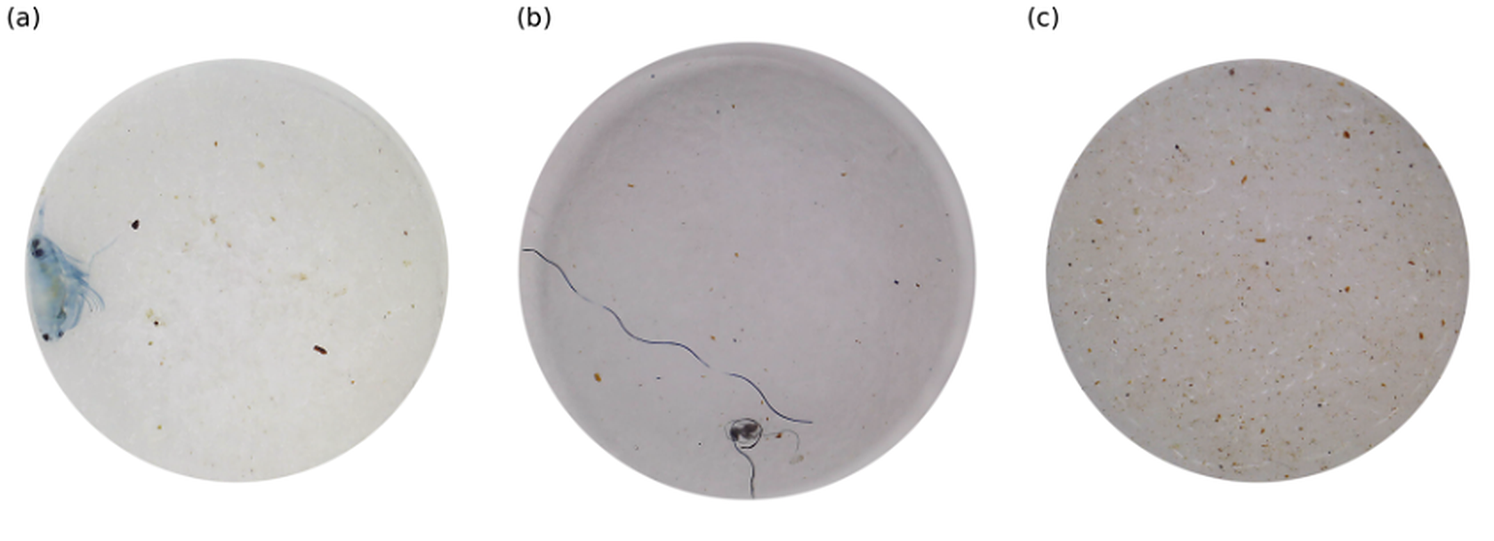 Three filter-paper samples from the Atlantic crossing under the microscope: (a) a single blue copepod on an otherwise near-empty filter, (b) long microplastic fibres and a solitary organism, (c) a filter densely covered in carbon and plastic particles with no visible life.